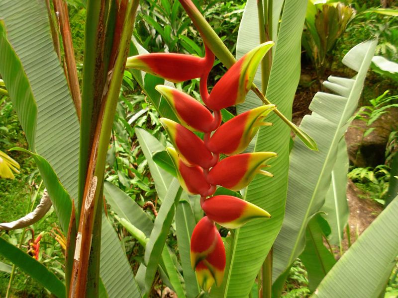 cac-loai-chuoi-o-viet-nam-chuoi-ngu-phung