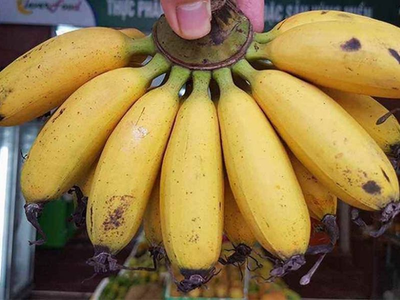 cac-loai-chuoi-o-viet-nam-chuoi-ngu