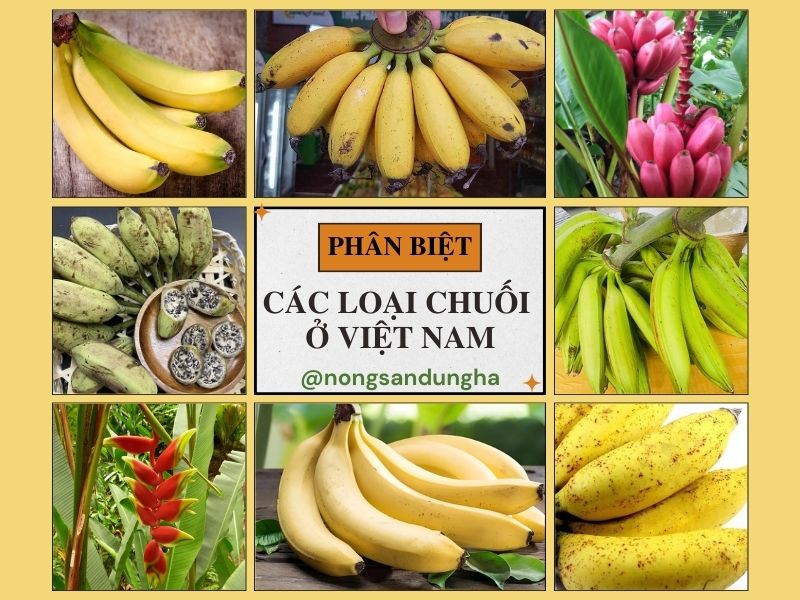 cac-loai-chuoi-o-viet-nam