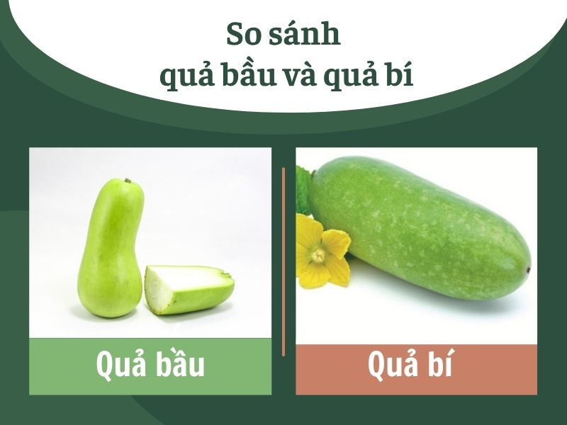 cach-phan-biet-qua-bau-va-qua-bi
