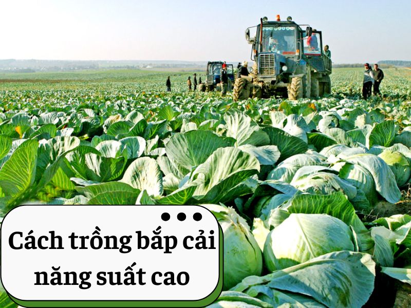 cach-trong-bap-cai
