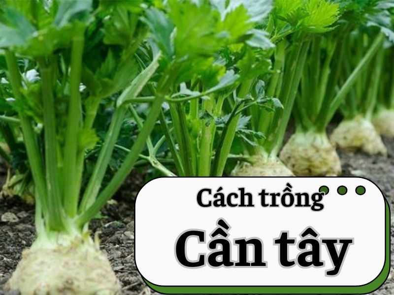 cach-trong-can-tay