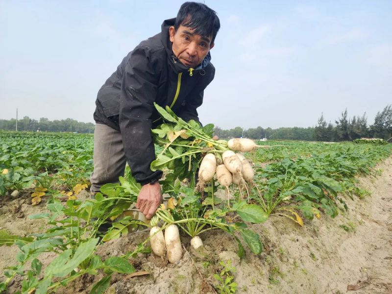 cach-trong-cu-cai-trang-dung-ky-thuat