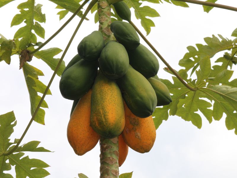 cach-trong-du-du-nang-suat-tot