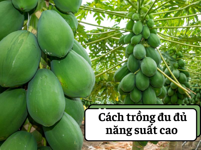 cach-trong-du-du