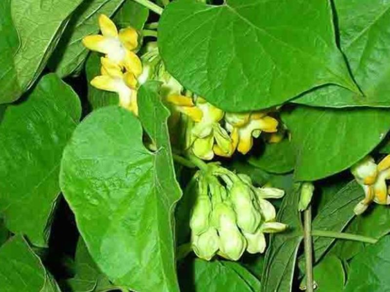 cach-trong-hoa-thien-ly-nang-suat-cao