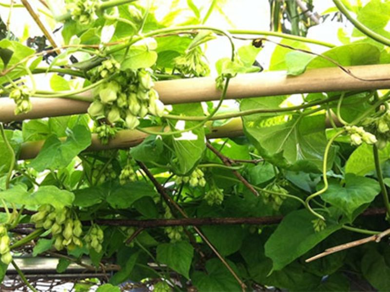 cach-trong-hoa-thien-ly-ra-nhieu-hoa
