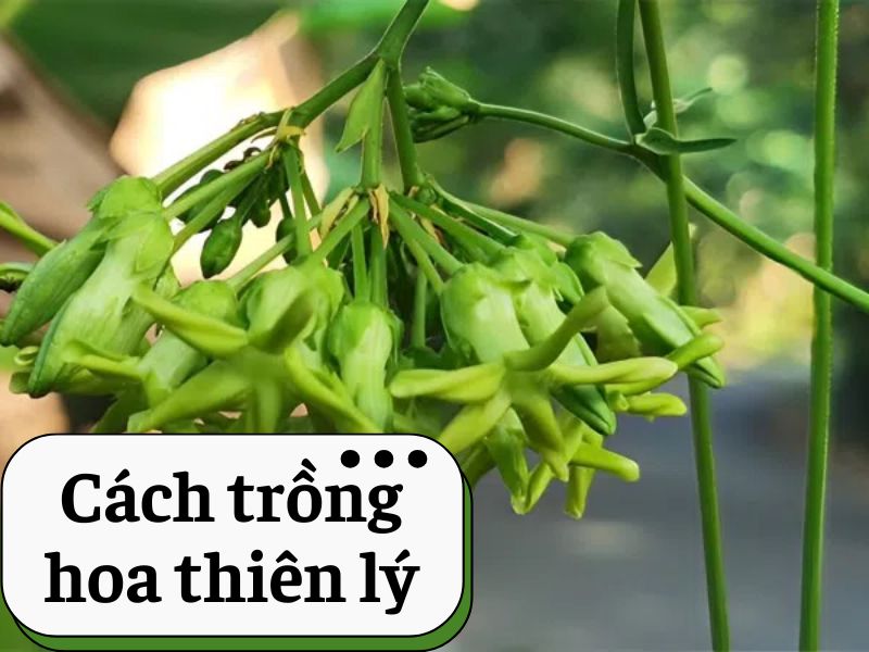 cach-trong-hoa-thien-ly