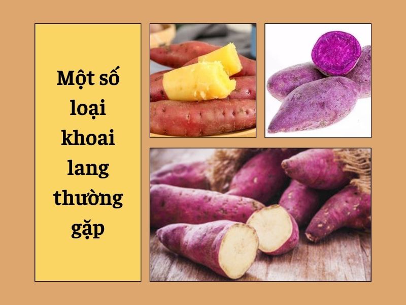 cach-trong-khoai-lang-chuan-nha-nong