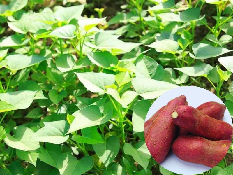 cach-trong-khoai-lang-chuan