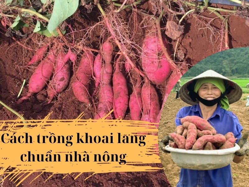 cach-trong-khoai-lang