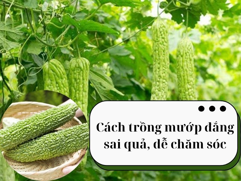 cach-trong-muop-dang