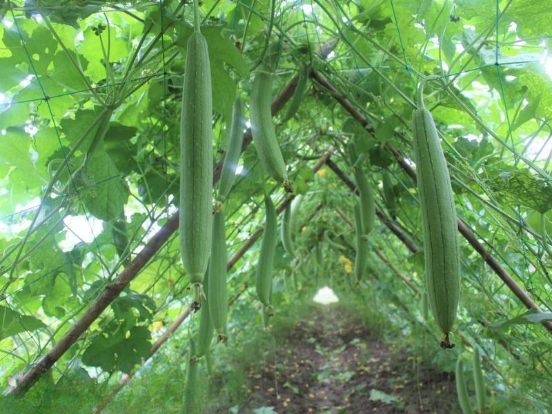 cach-trong-muop-huong-tai-nha-sai-triu-qua