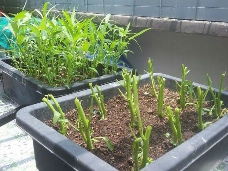 cach-trong-rau-muong-don-gian-tai-nha