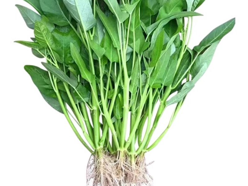 cach-trong-rau-muong-don-gian