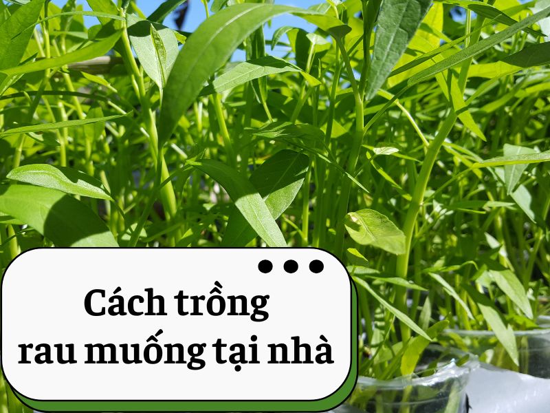 cach-trong-rau-muong