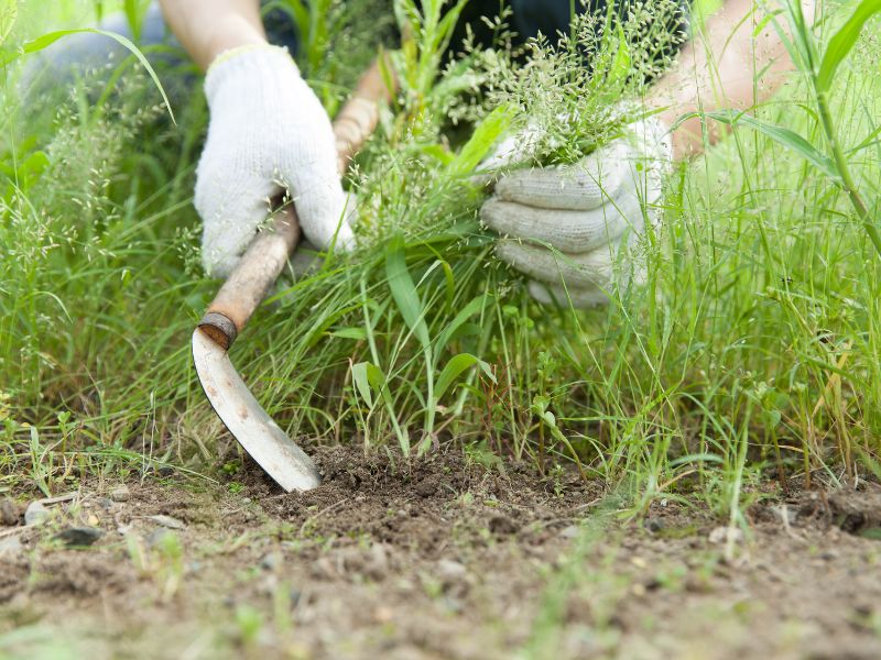 chia-se-cach-trong-rau-muong