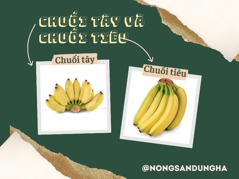 chuoi-tay-va-chuoi-tieu
