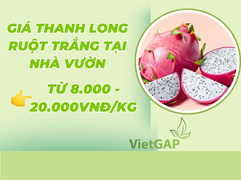 giai-dap-gia-thanh-long-ruot-trang-hom-nay