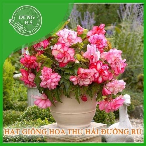 hat-giong-hoa-thu-hai-duong-ru