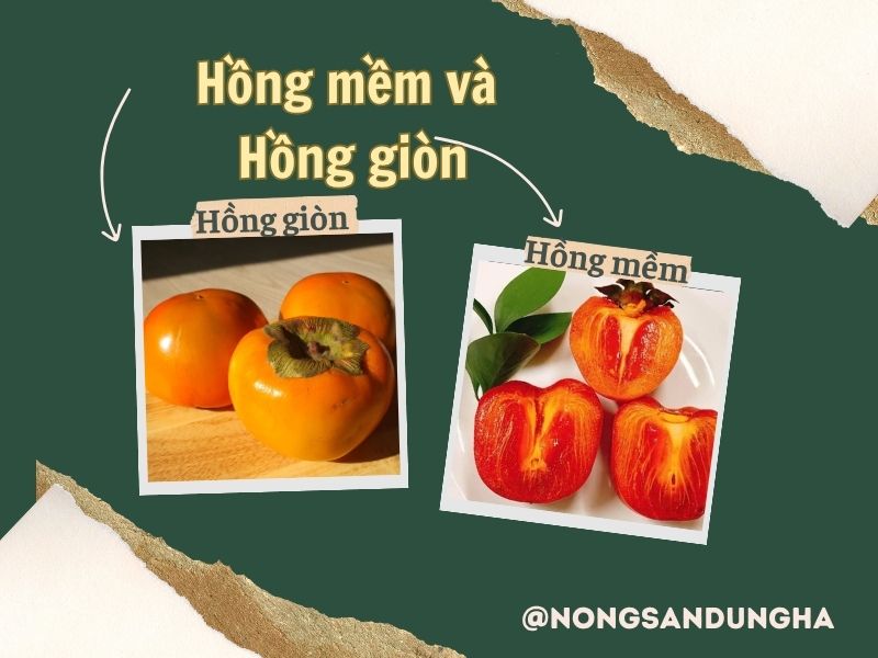 hong-gion-va-hong-mem-co-giong-nhau-khong