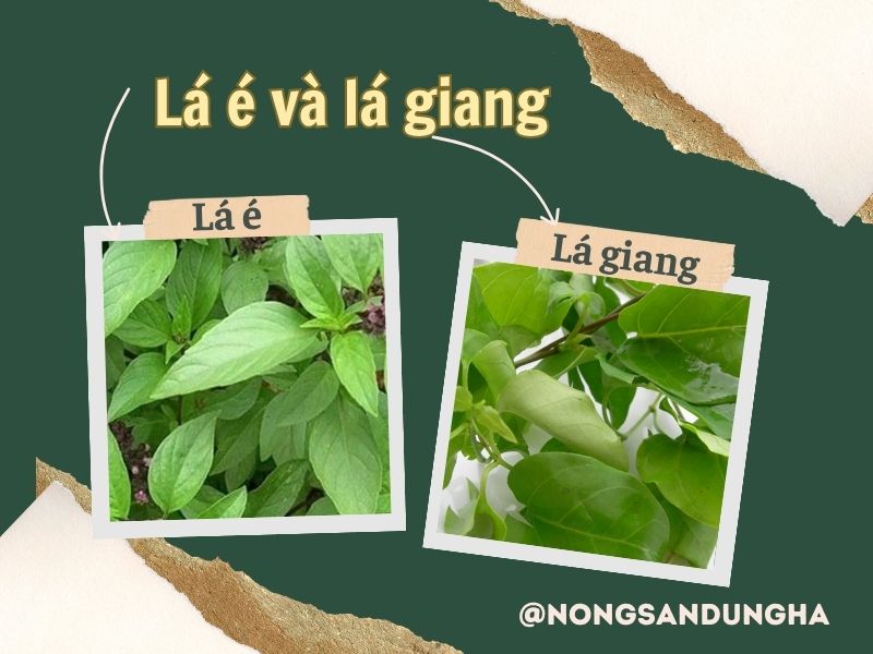 la-e-va-la-giang-co-giong-nhau-khong