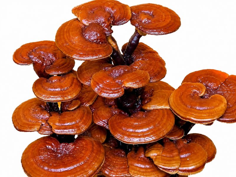 nam-linh-chi-tuoi-nong-san-dung-ha