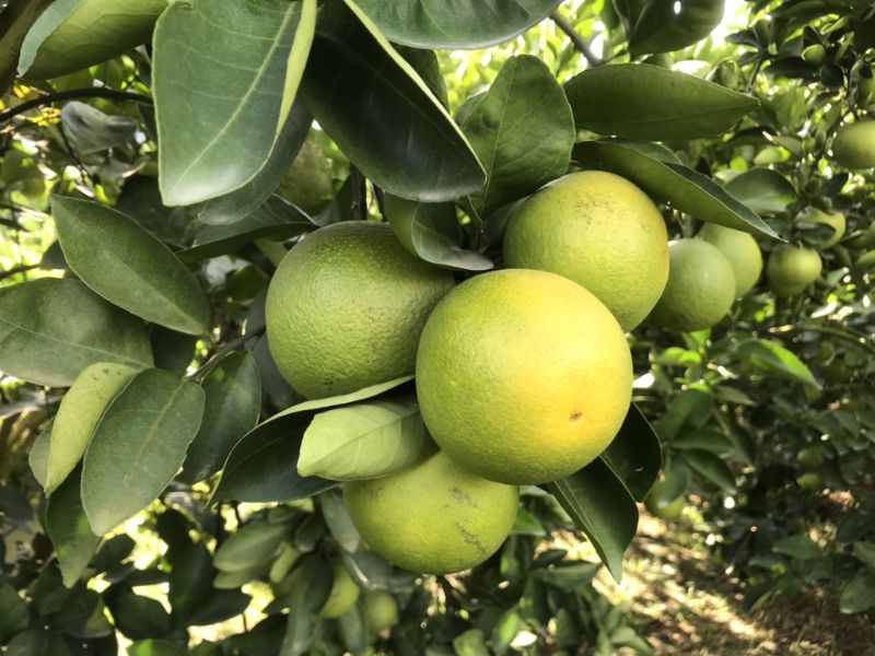 nhan-biet-cac-loai-cam-o-viet-nam-cam-xoan