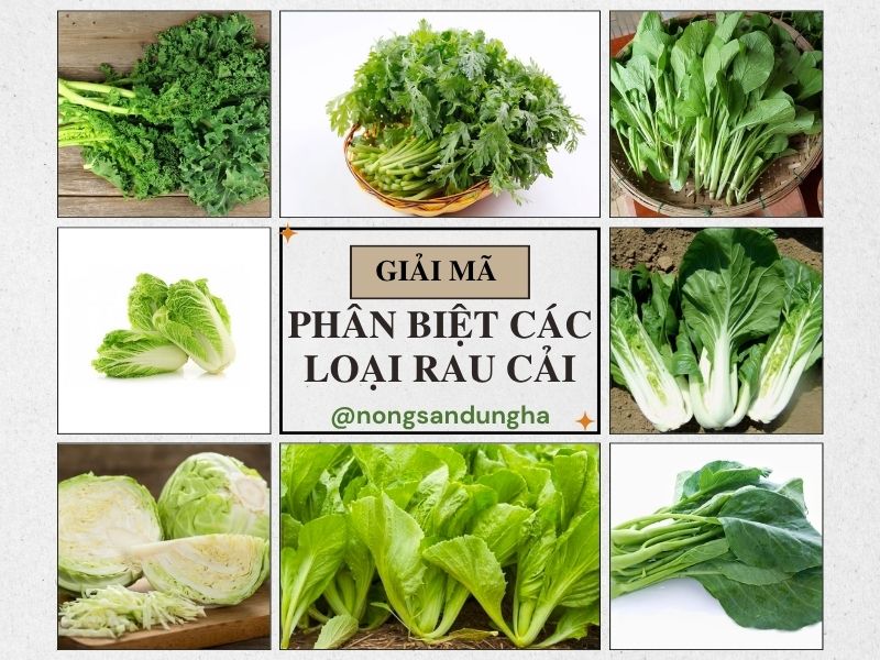 phan-biet-cac-loai-rau-cai
