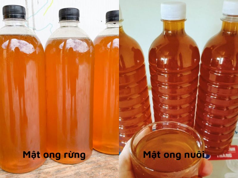 phan-biet-mat-ong-rung-va-mat-ong-nuoi