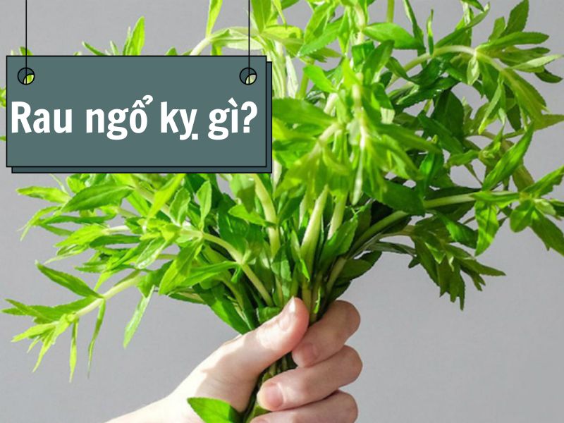 rau-ngo-ky-gi