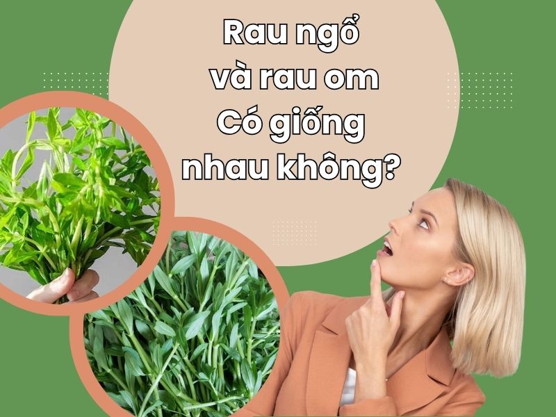 rau-ngo-va-rau-om-co-giong-nhau-khong