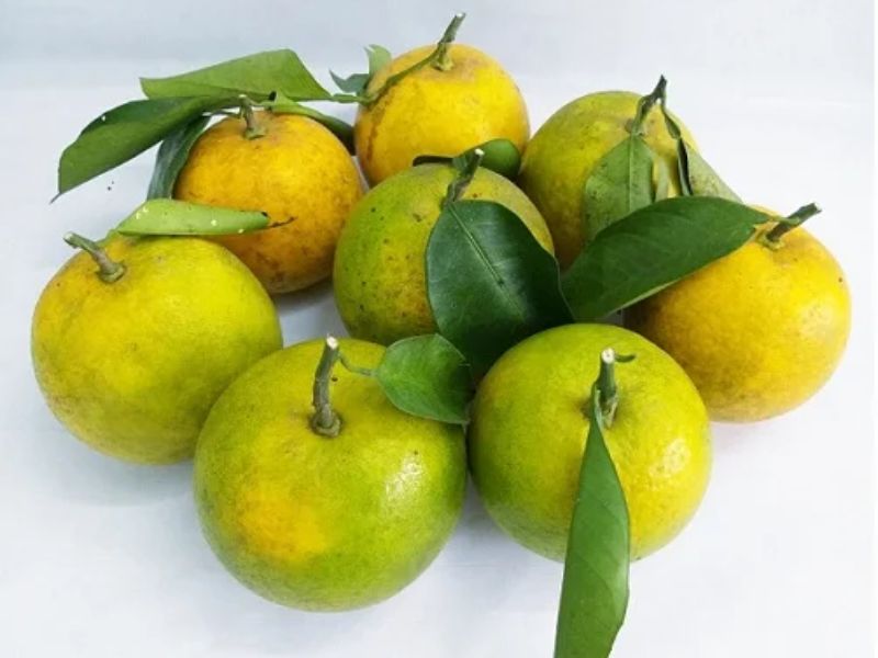 su-khac-biet-giua-cac-loai-cam-o-viet-nam-cam-khe-may