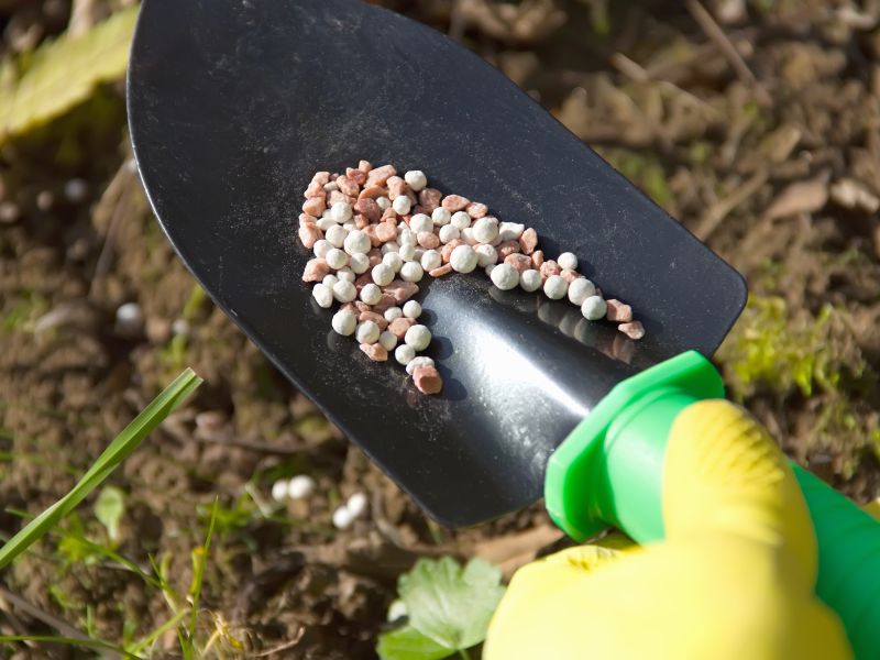 tim-hieu-cach-trong-rau-muong