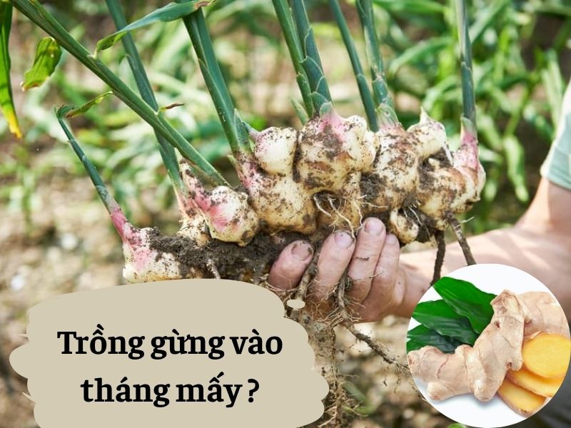 trong-gung-vao-thang-may