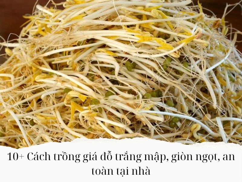 10-Cach-trong-gia-do-trang-map-gion-ngot-an-toan-tai-nha