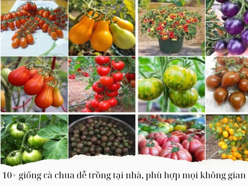 Giong-ca-chua