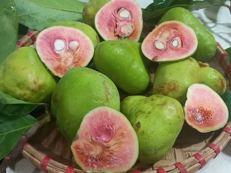 cach-ngam-ruou-qua-chay-hieu-qua