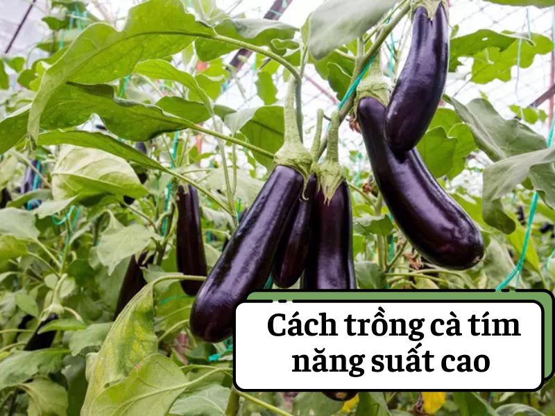 cach-trong-ca-tim