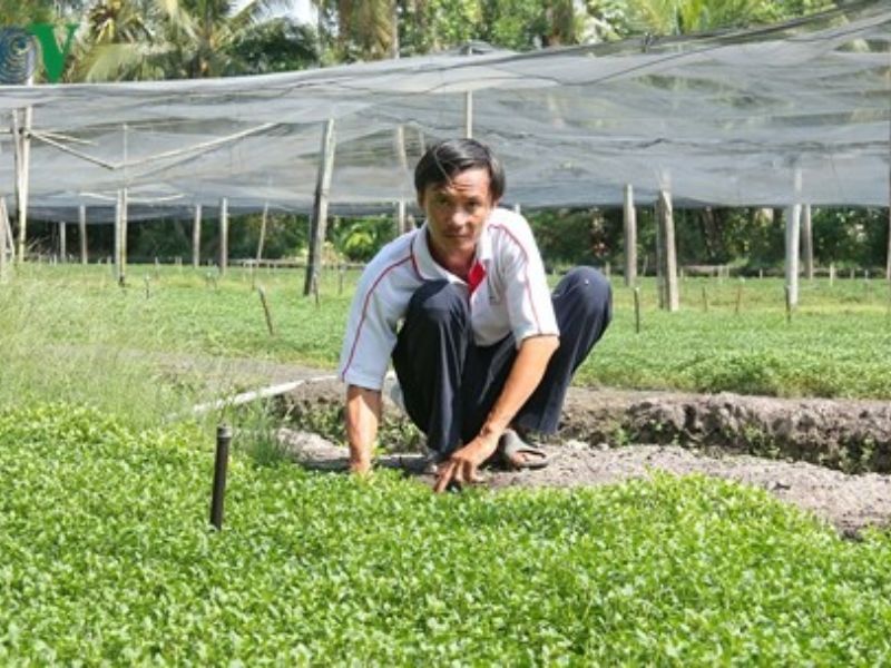 cach-trong-cai-xoong-nang-suat