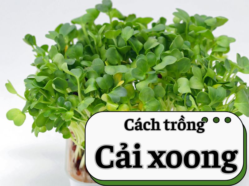 cach-trong-cai-xoong