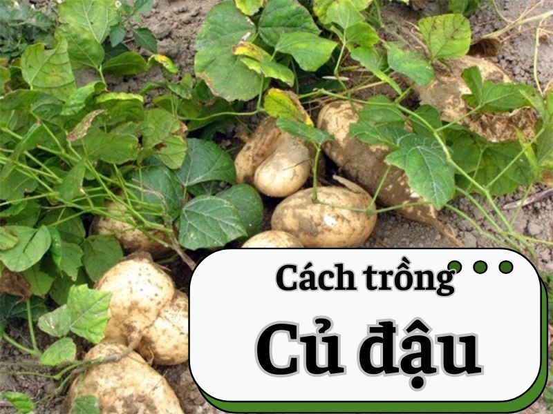 cach-trong-cu-dau