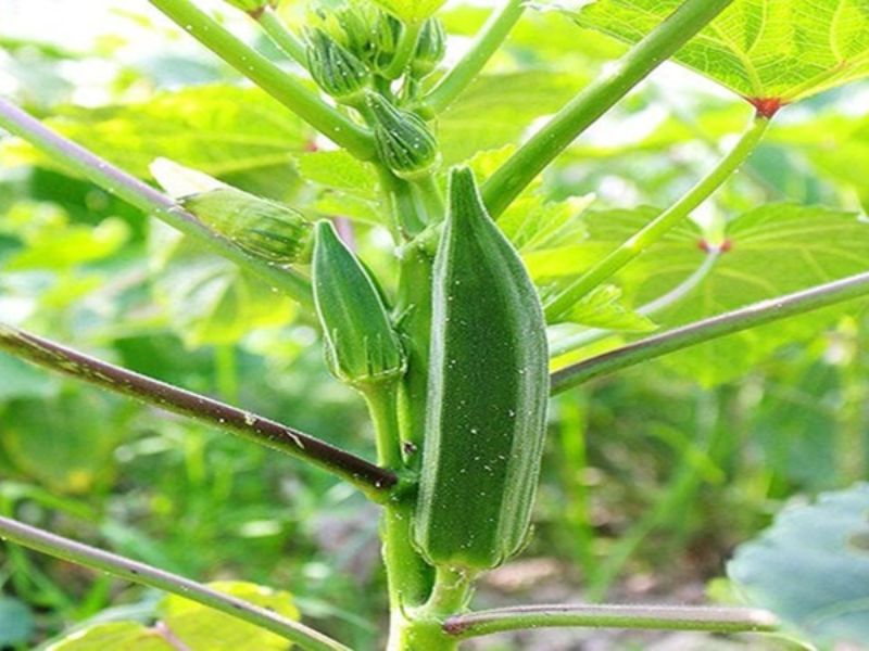 cach-trong-dau-bap-nang-suat-cao