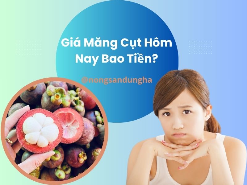 gia-mang-cut-hom-nay