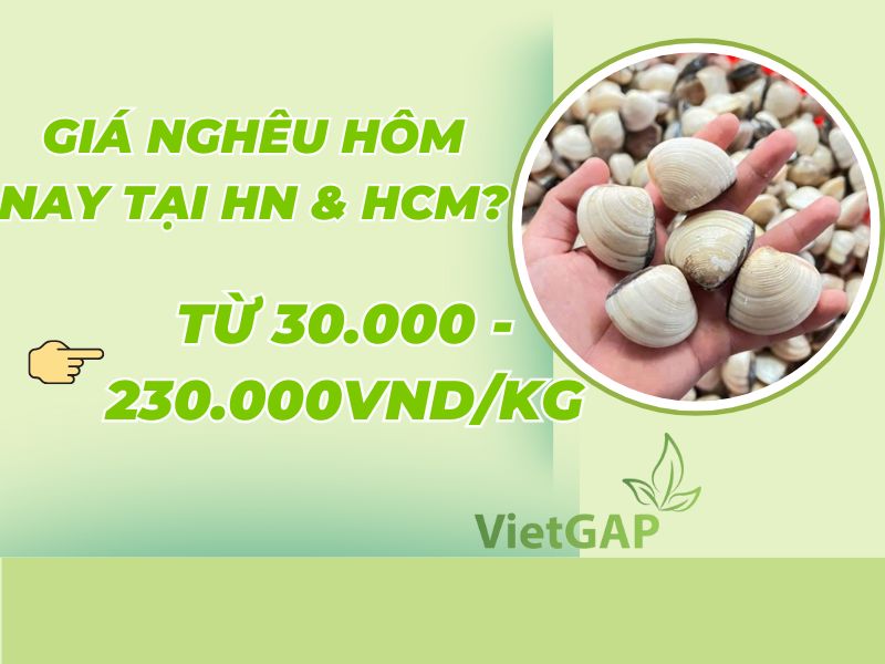 gia-ngheu-hom-nay-bao-tien-1kg