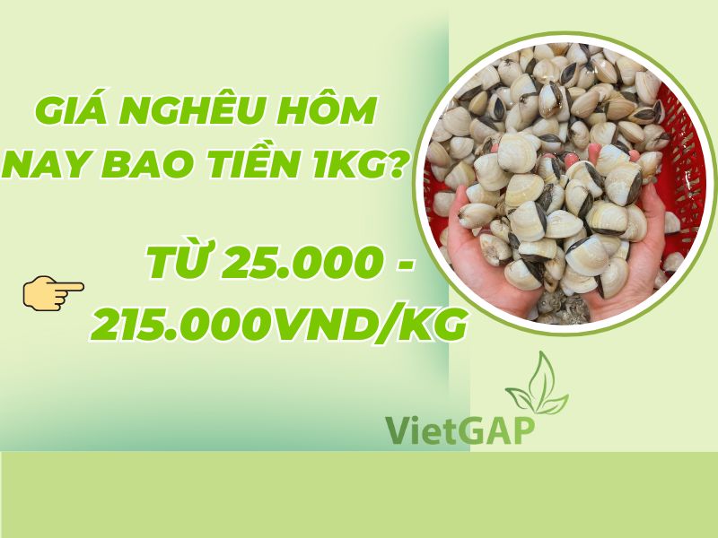 gia-ngheu-hom-nay-bao-tien