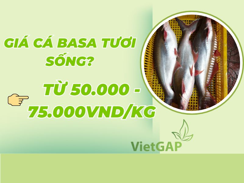 goc-giai-dap-ca-basa-gia-bao-nhieu-1kg