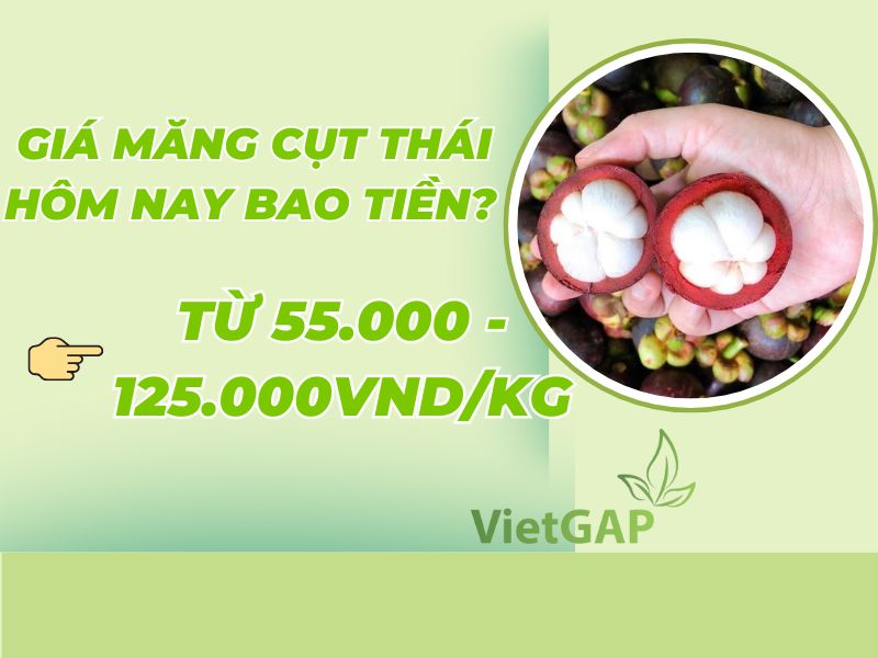goc-thac-mac-gia-mang-cut-hom-nay