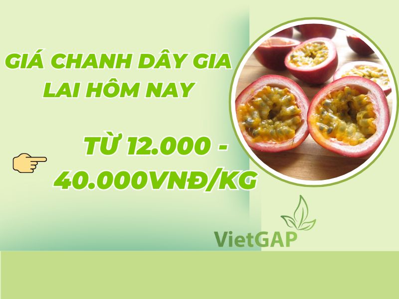 goc-tim-hieu-1kg-chanh-day-bao-nhieu-tien