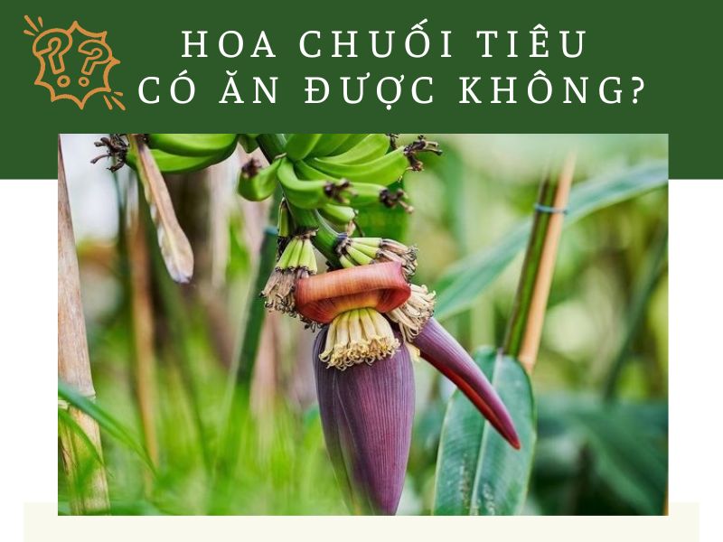 hoa-chuoi-tieu-co-an-duoc-khong